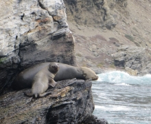 Lobos de mar.jpg